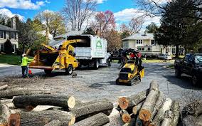 Best Palm Tree Trimming  in Northwood, OH