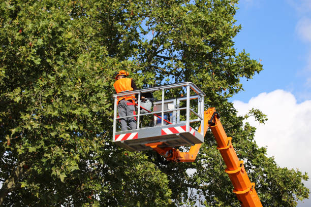 Best Storm Damage Tree Cleanup  in Northwood, OH