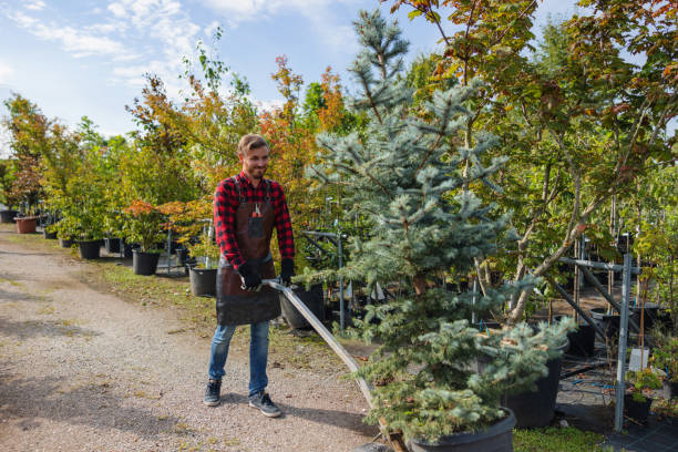 Best Tree and Shrub Care  in Northwood, OH